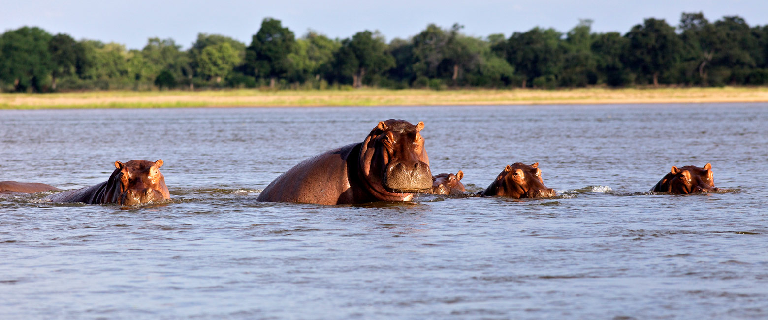let us know your thoughts about Zambia and we will help you create the perfect safari