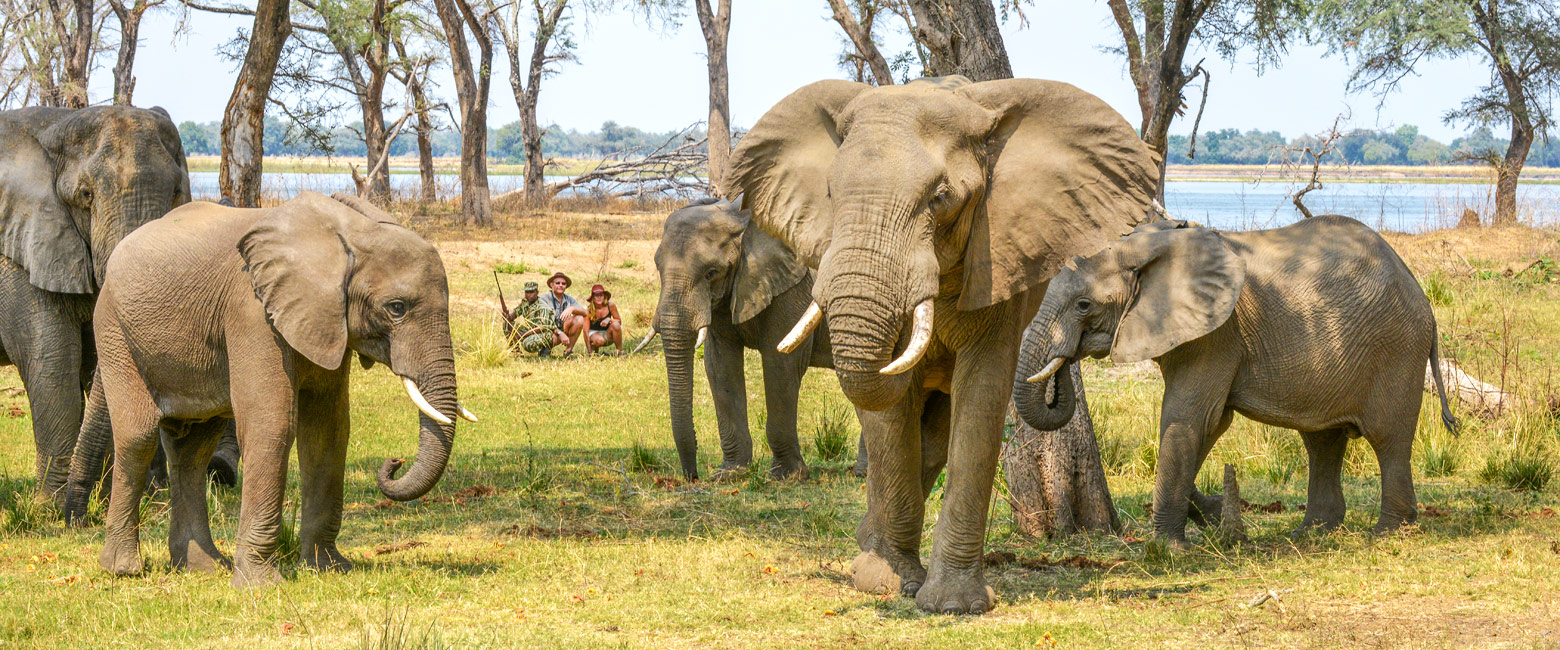 let us know your thoughts about Zambia and we will help you create the perfect safari 