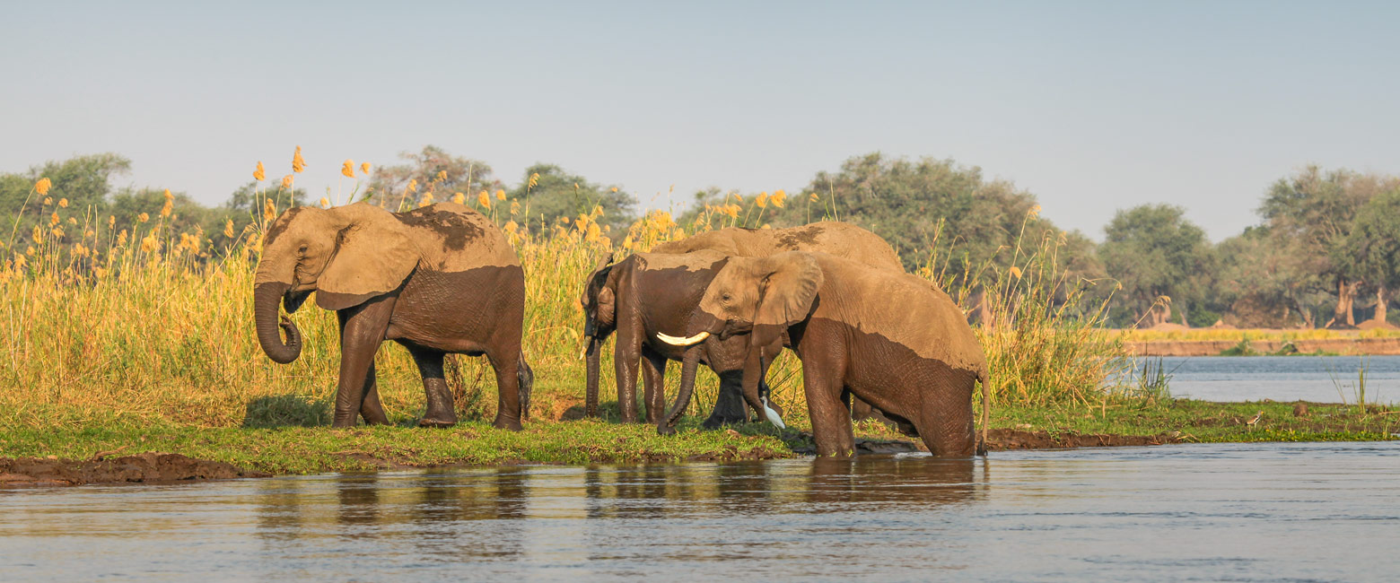 let us know your thoughts about Zambia and we will help you create the perfect safari 