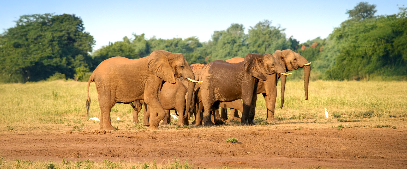 let us know your thoughts about Zambia and we will help you create the perfect safari