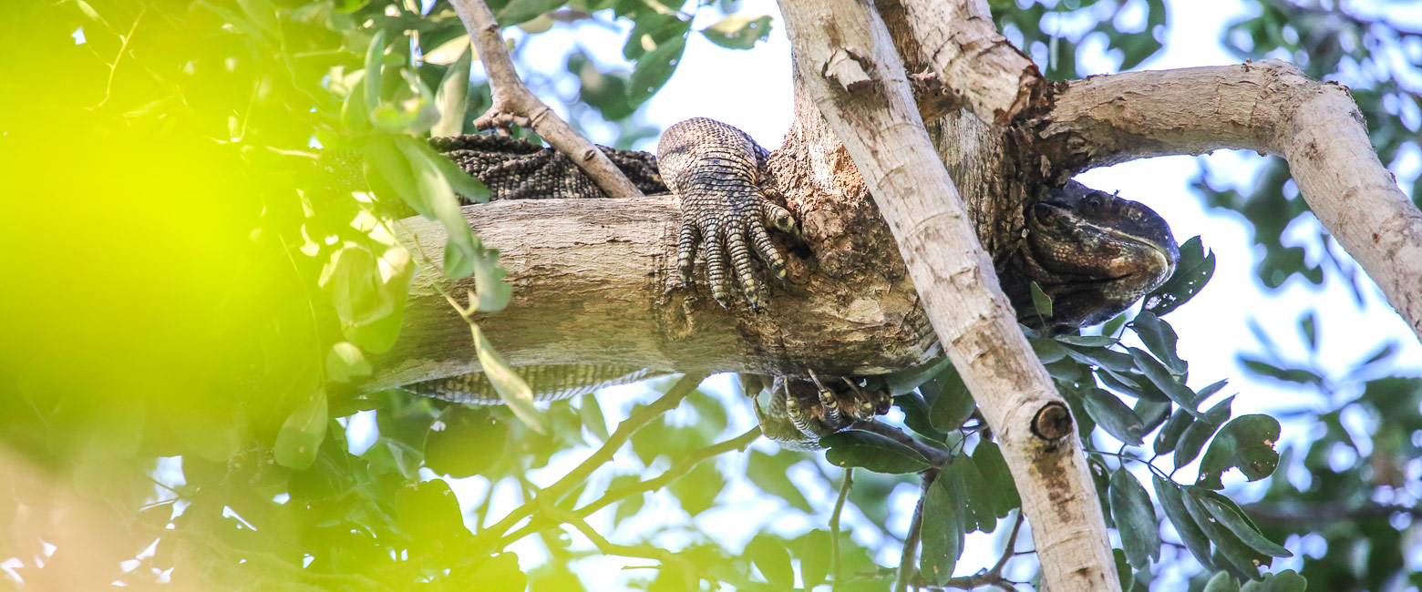 let us know your thoughts about Zambia and we will help you create the perfect safari 