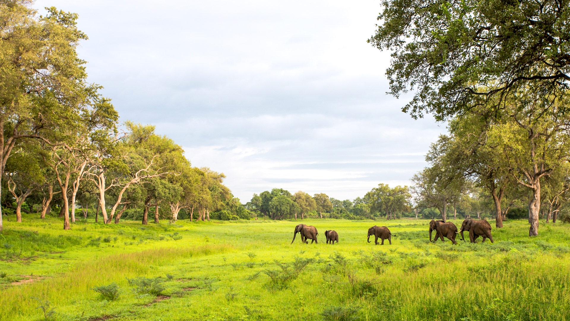 Safari to South Luangwa