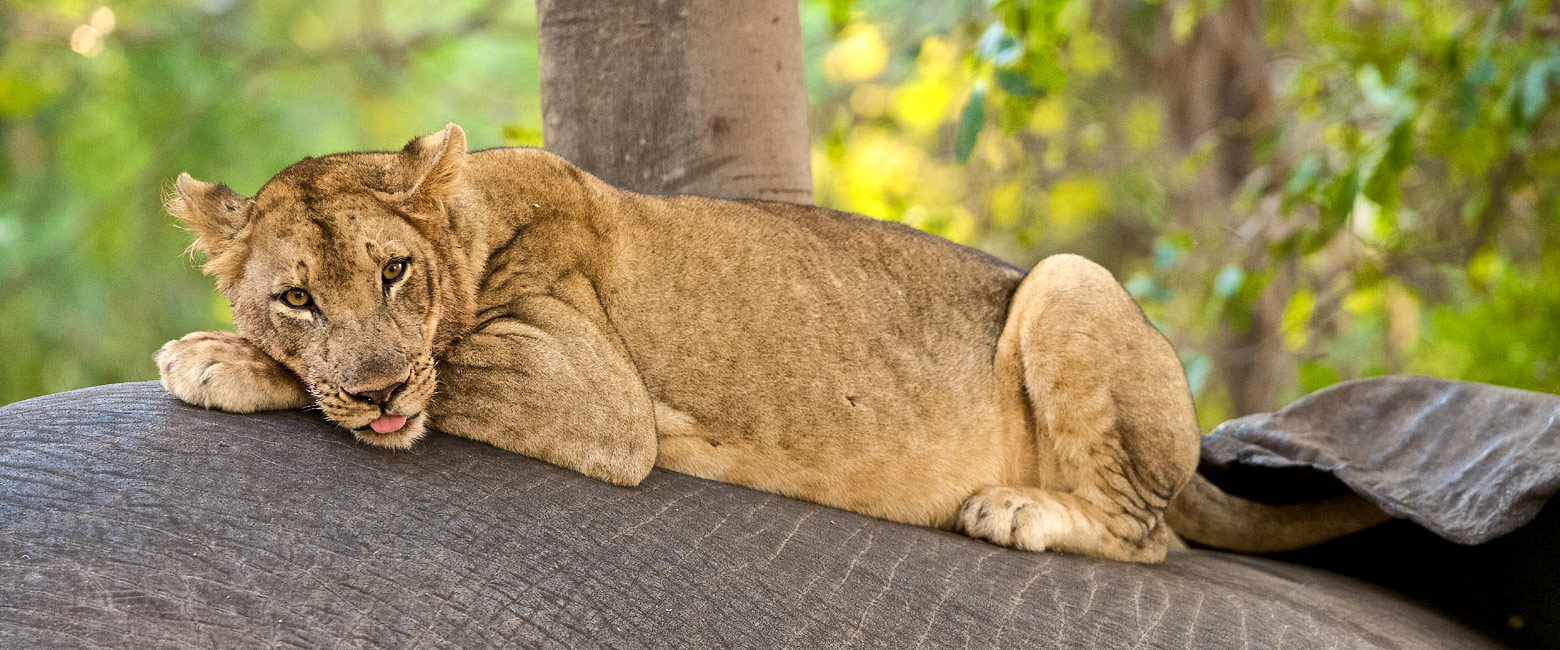 let us know your thoughts about Zambia and we will help you create the perfect safari 