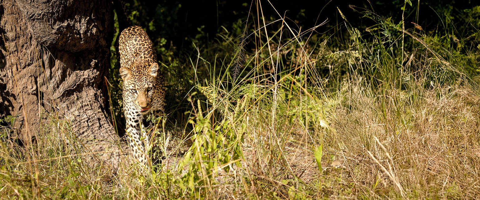 let us know your thoughts about Zambia and we will help you create the perfect safari