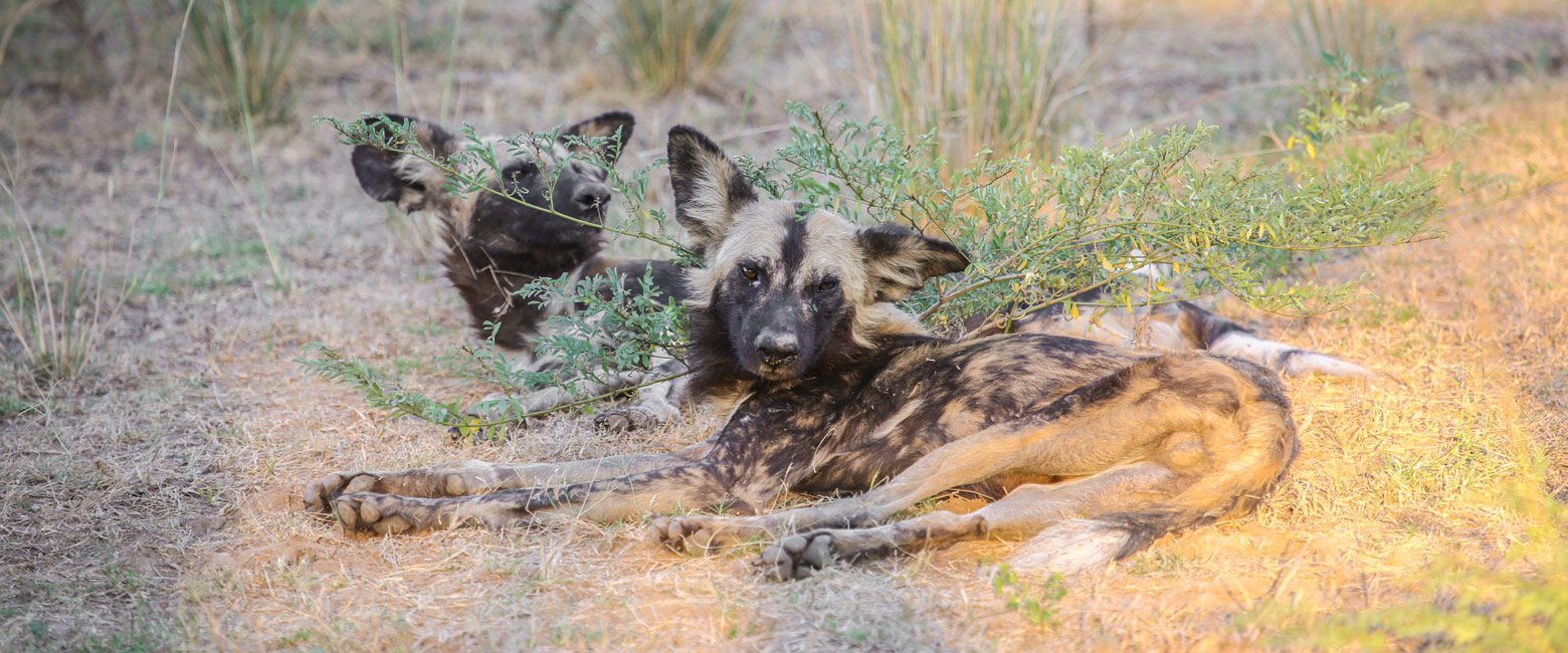 let us know your thoughts about Zambia and we will help you create the perfect safari 