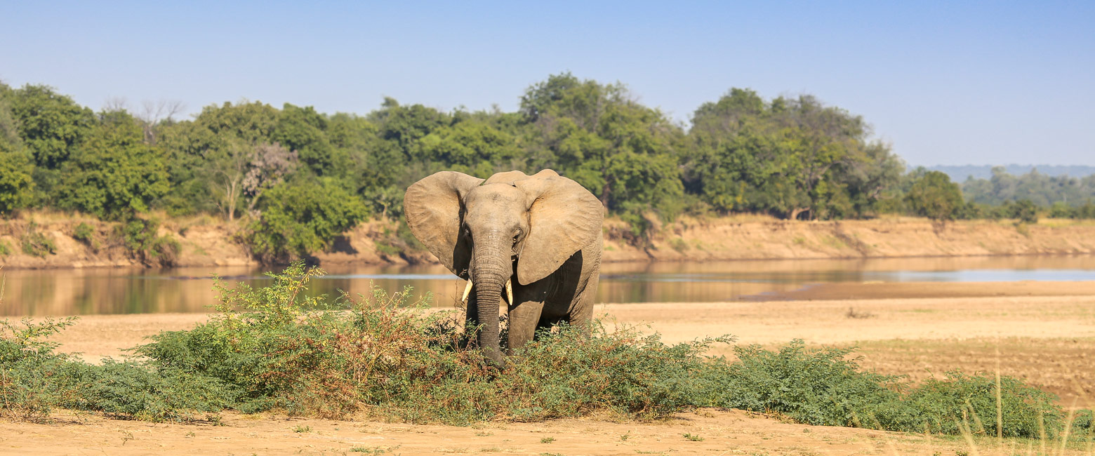 let us know your thoughts about Zambia and we will help you create the perfect safari