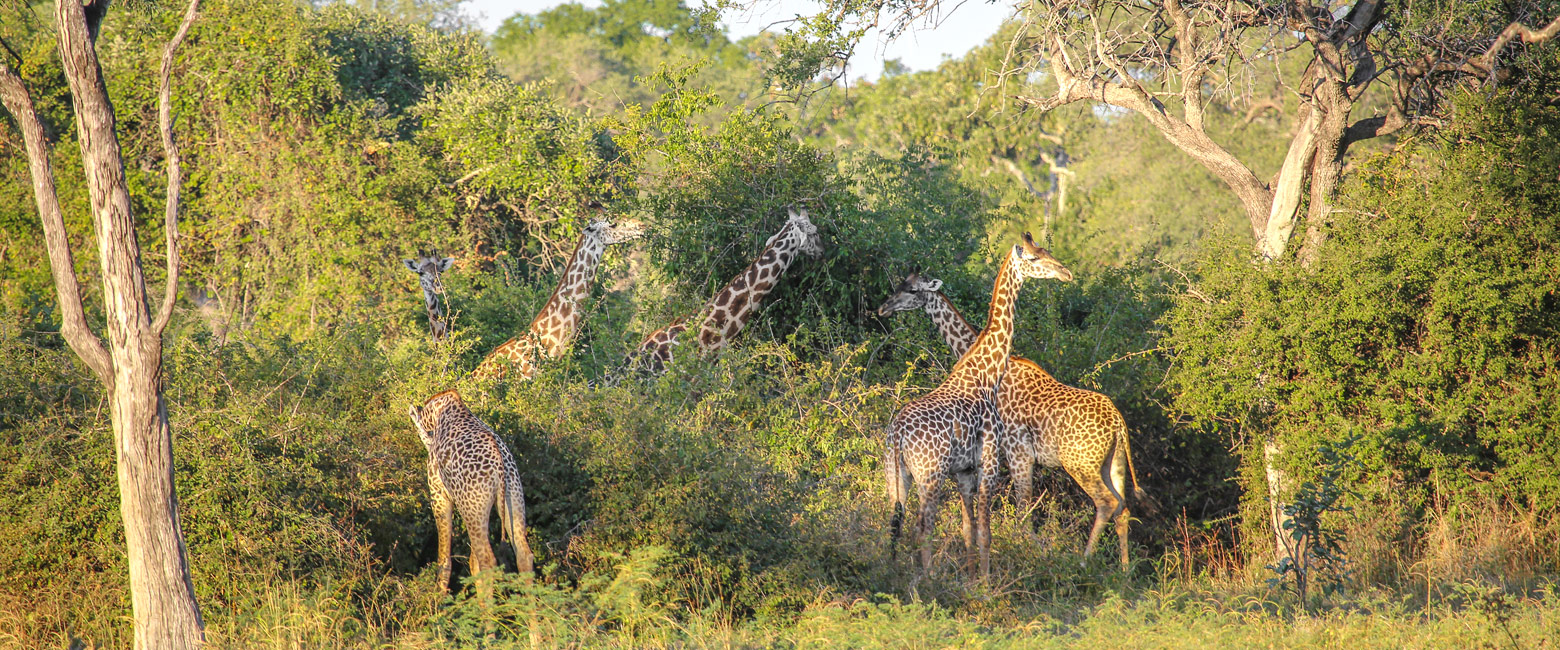 let us know your thoughts about Zambia and we will help you create the perfect safari
