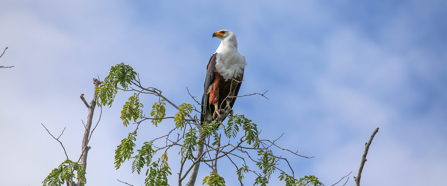 let us know your thoughts about Zambia and we will help you create the perfect safari