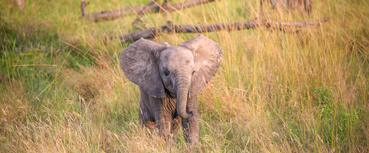 let us know your thoughts about Zambia and we will help you create the perfect safari