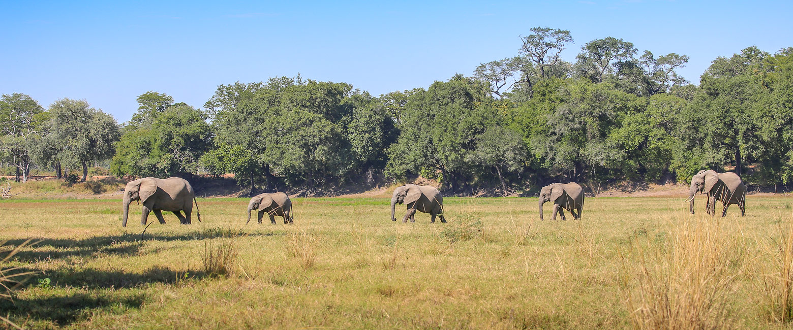 let us know your thoughts about Zambia and we will help you create the perfect safari