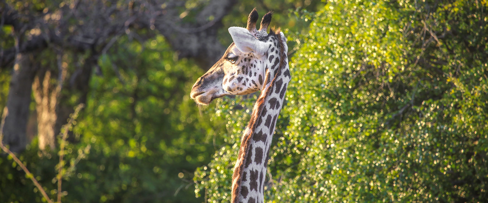 let us know your thoughts about Zambia and we will help you create the perfect safari 