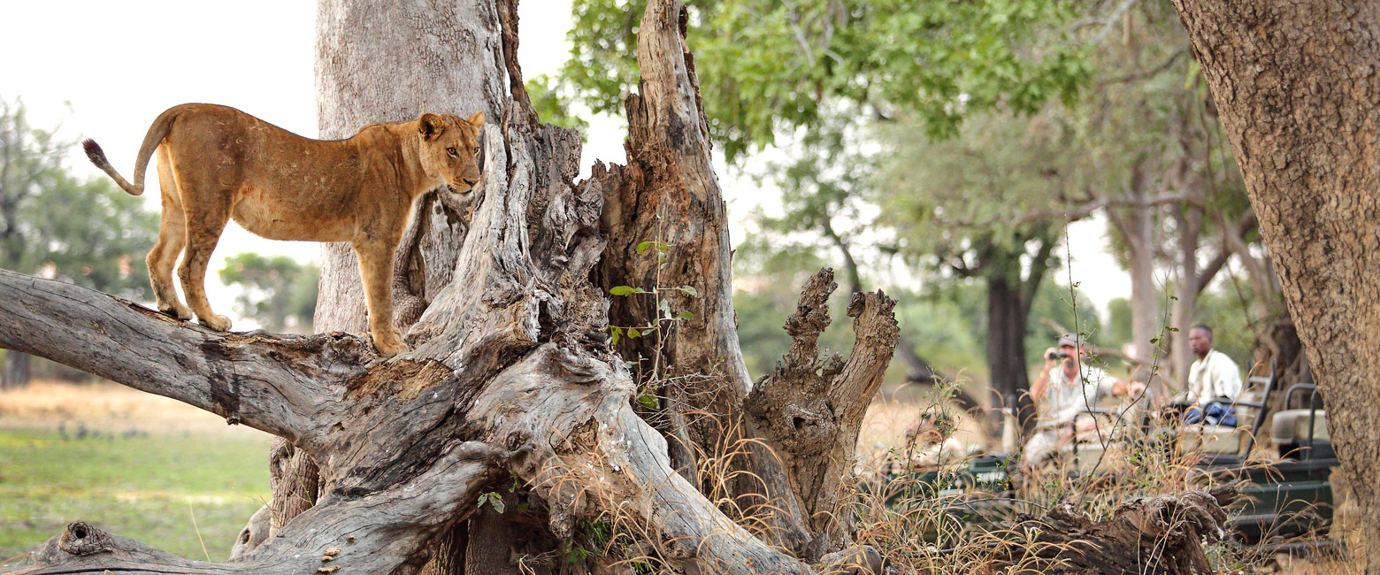 let us know your thoughts about Zambia and we will help you create the perfect safari