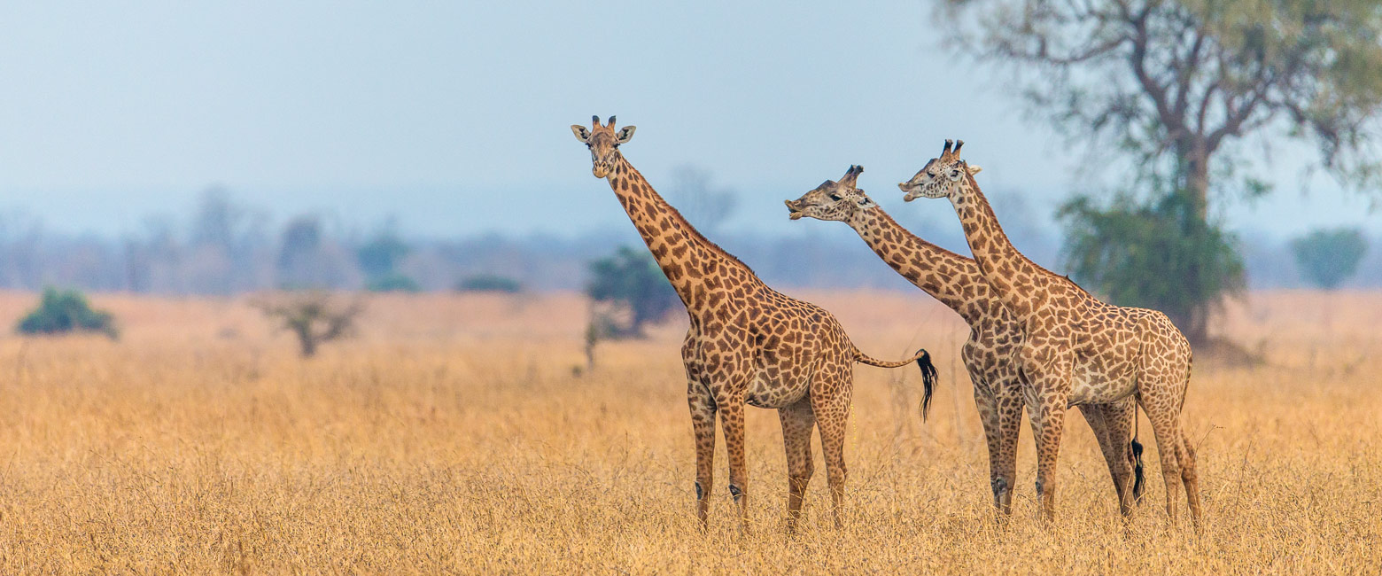 let us know your thoughts about Zambia and we will help you create the perfect safari 