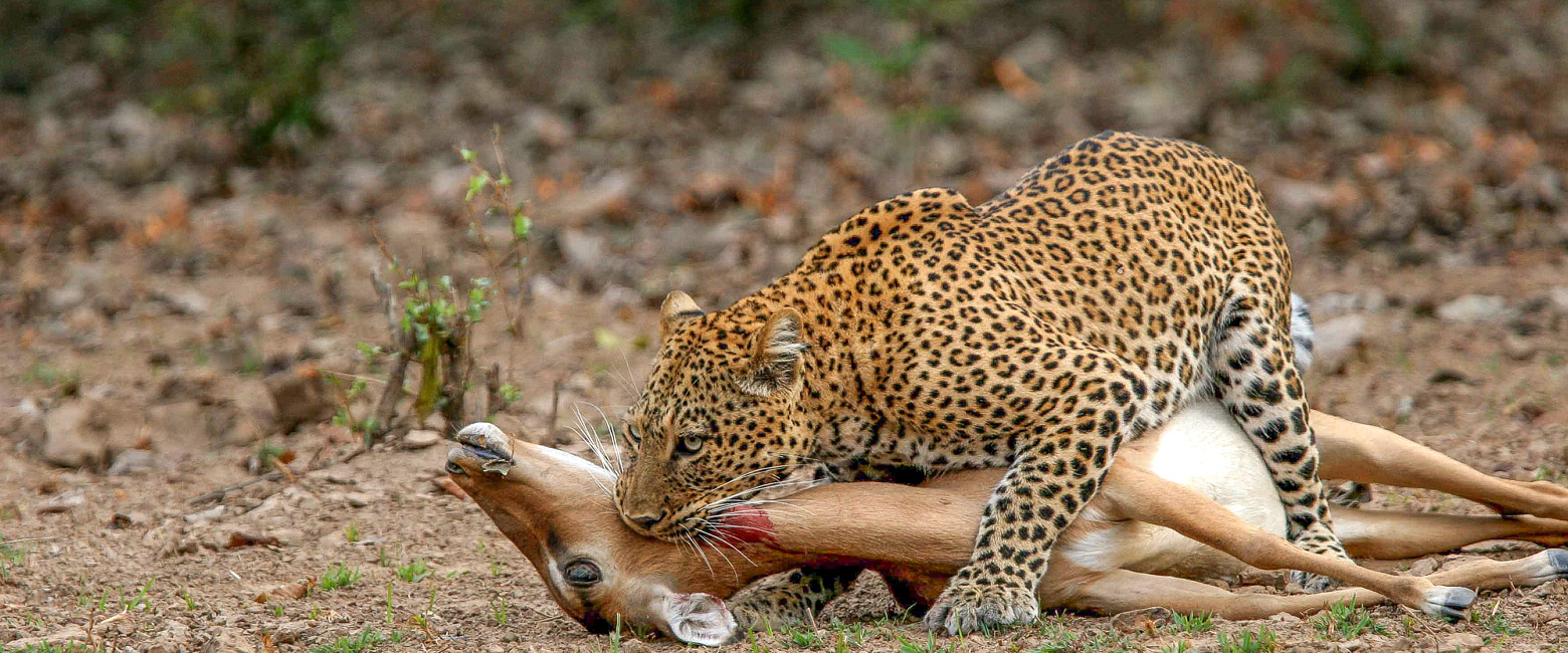 let us know your thoughts about Zambia and we will help you create the perfect safari 