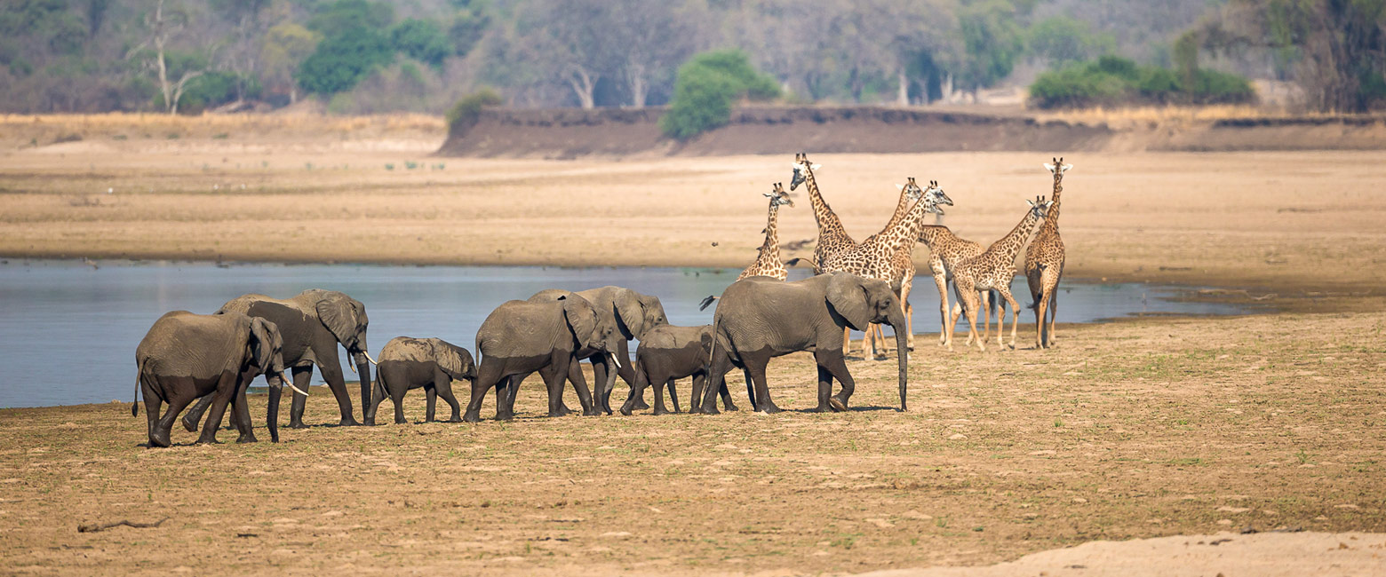 let us know your thoughts about Zambia and we will help you create the perfect safari