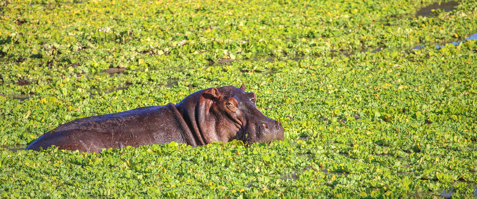 let us know your thoughts about Zambia and we will help you create the perfect safari