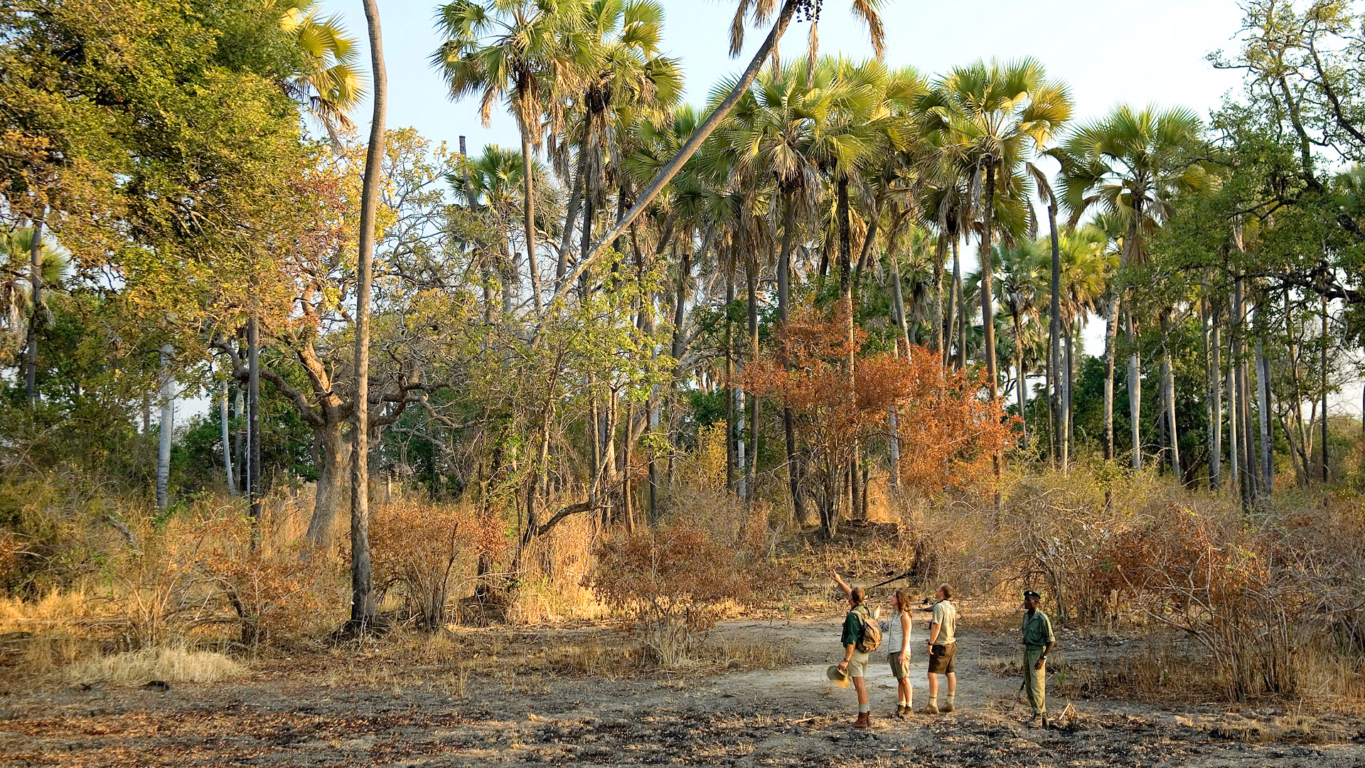 Palmgrove Bivouac