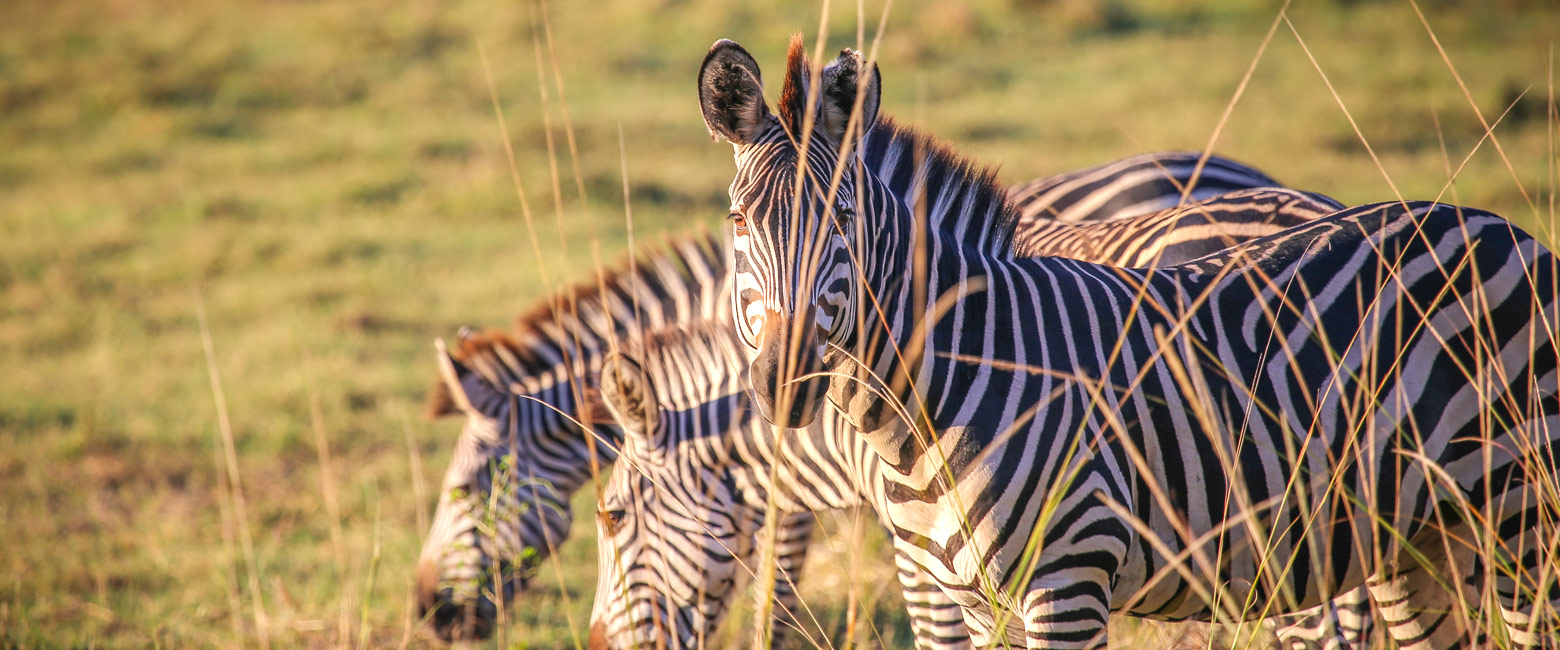 let us know your thoughts about Zambia and we will help you create the perfect safari