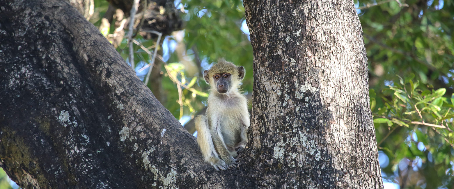 let us know your thoughts about Zambia and we will help you create the perfect safari 