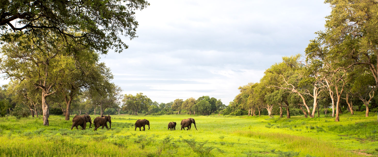 let us know your thoughts about Zambia and we will help you create the perfect safari