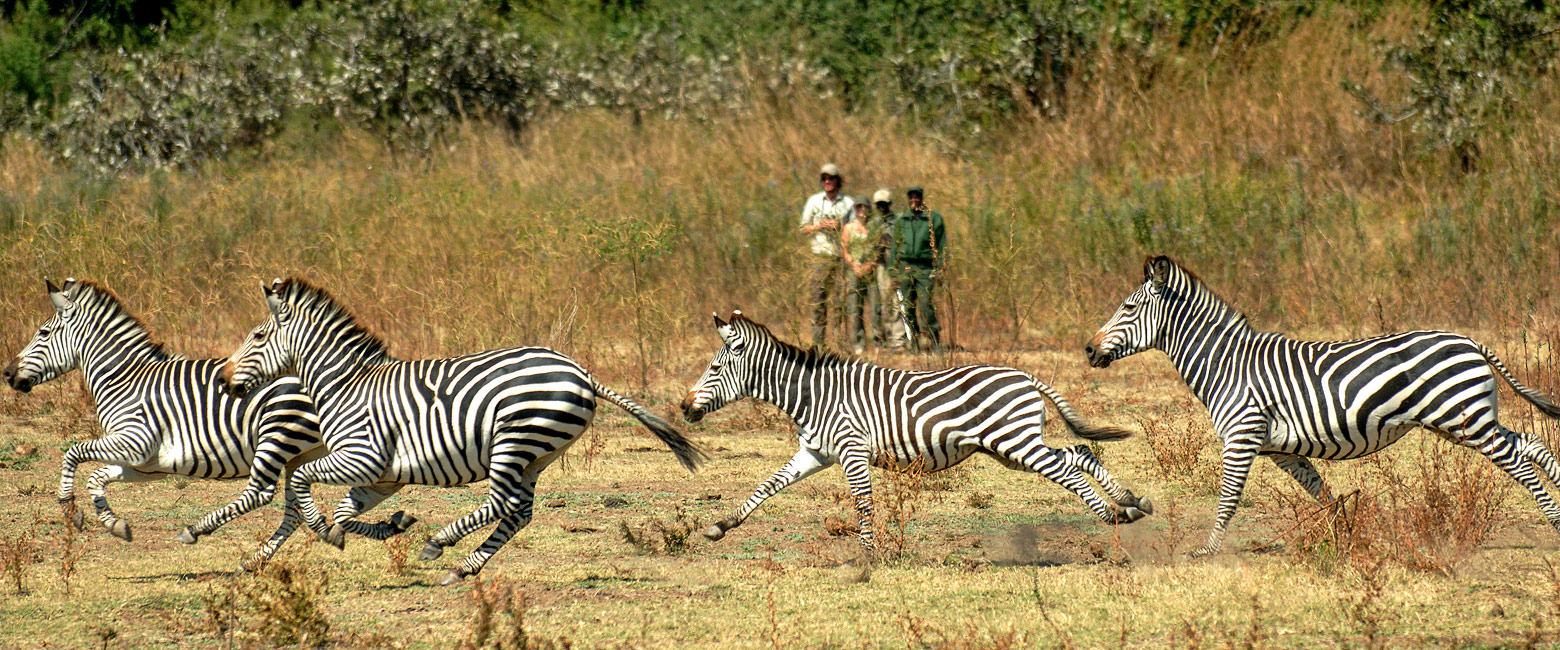 let us know your thoughts about Zambia and we will help you create the perfect safari 