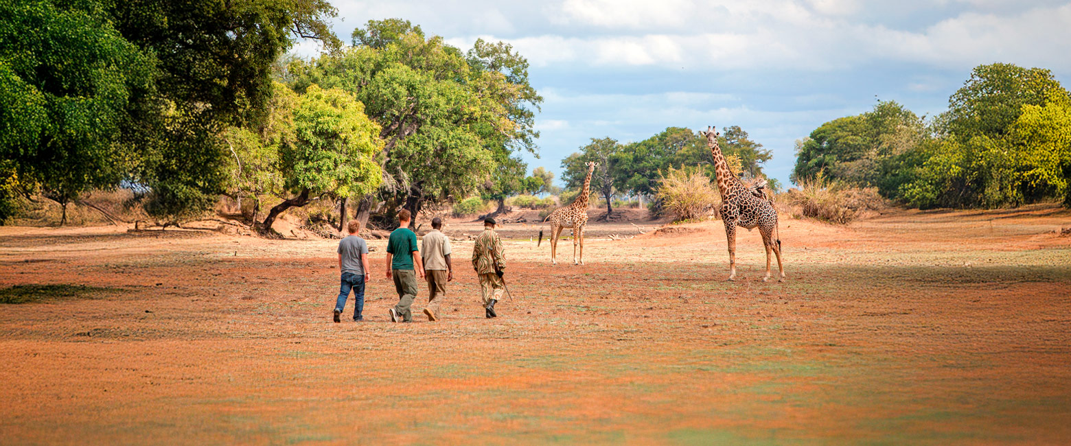 let us know your thoughts about Zambia and we will help you create the perfect safari 