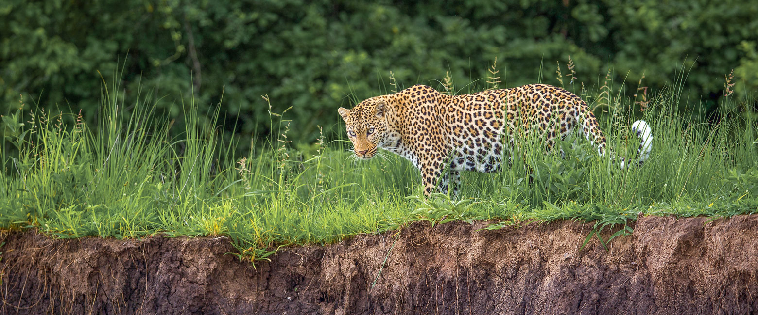 let us know your thoughts about Zambia and we will help you create the perfect safari 