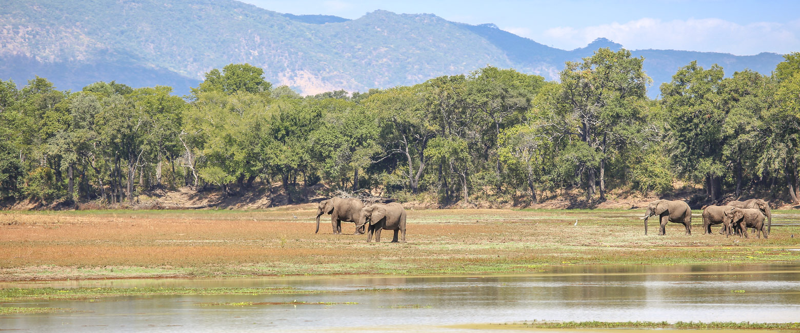 let us know your thoughts about Zambia and we will make sure to deliver the perfect safari