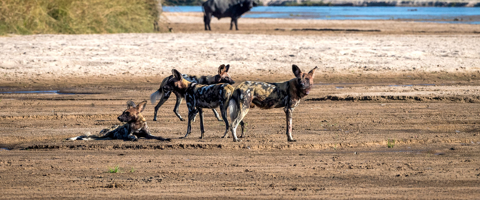 let us know your thoughts about Zambia and we will help you create the perfect safari