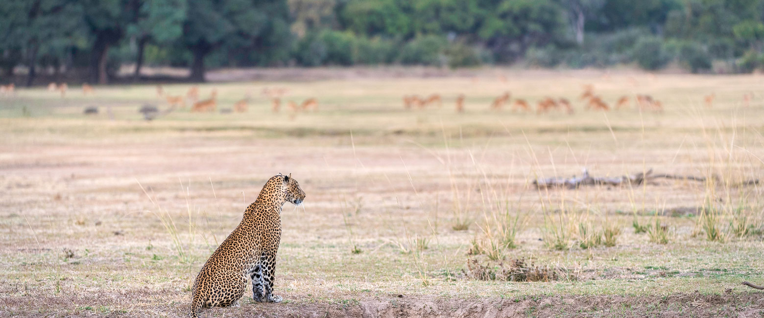 let us know your thoughts about Zambia and we will help you create the perfect safari 