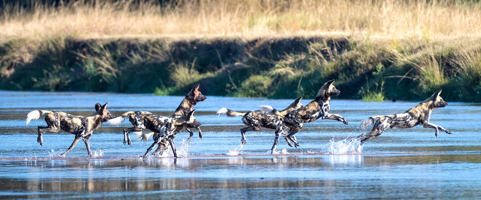 let us know your thoughts about Zambia and we will help you create the perfect safari