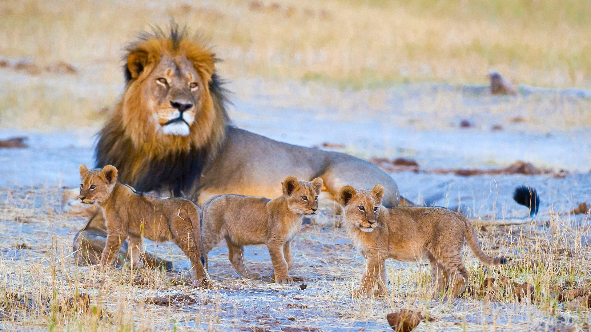 Victoria Falls Town, Hwange, Mana Pools, Matusadona