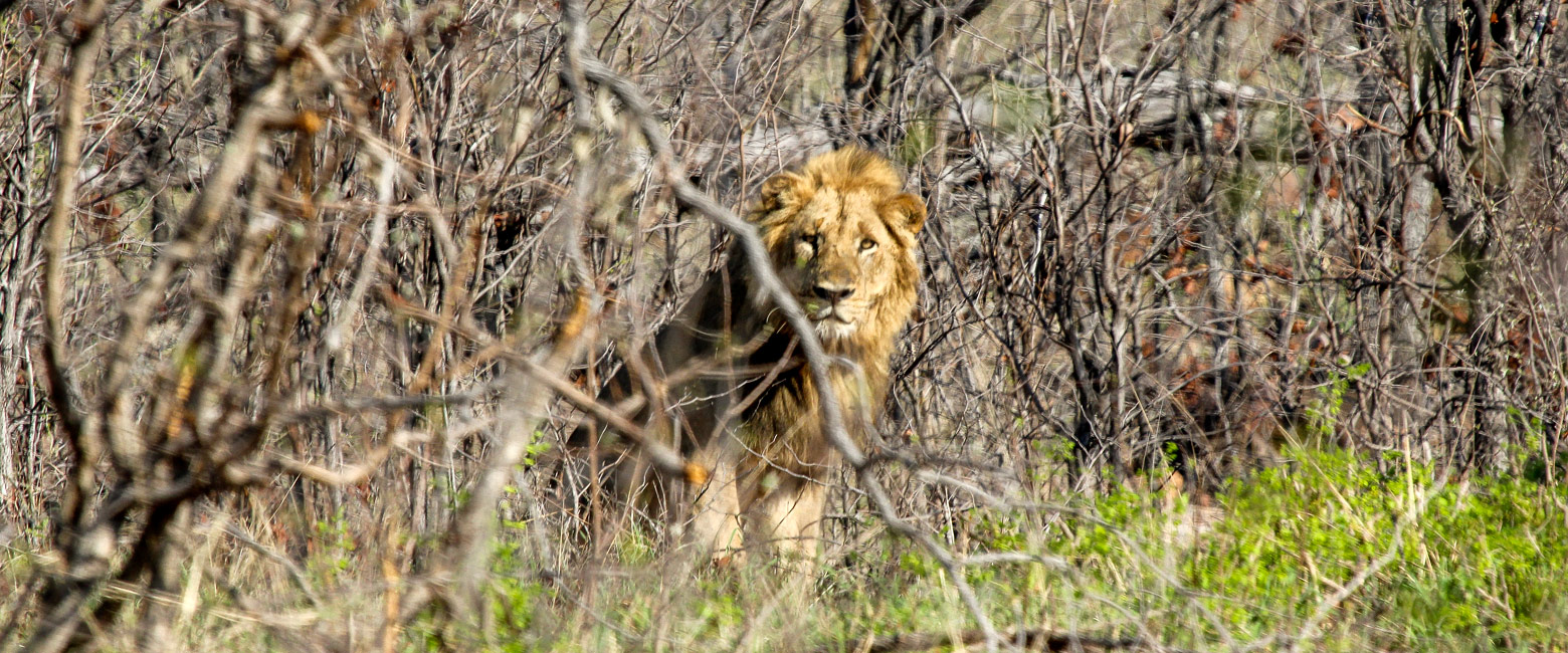 let us know your thoughts about Zimbabwe and we will help you create the perfect safari 