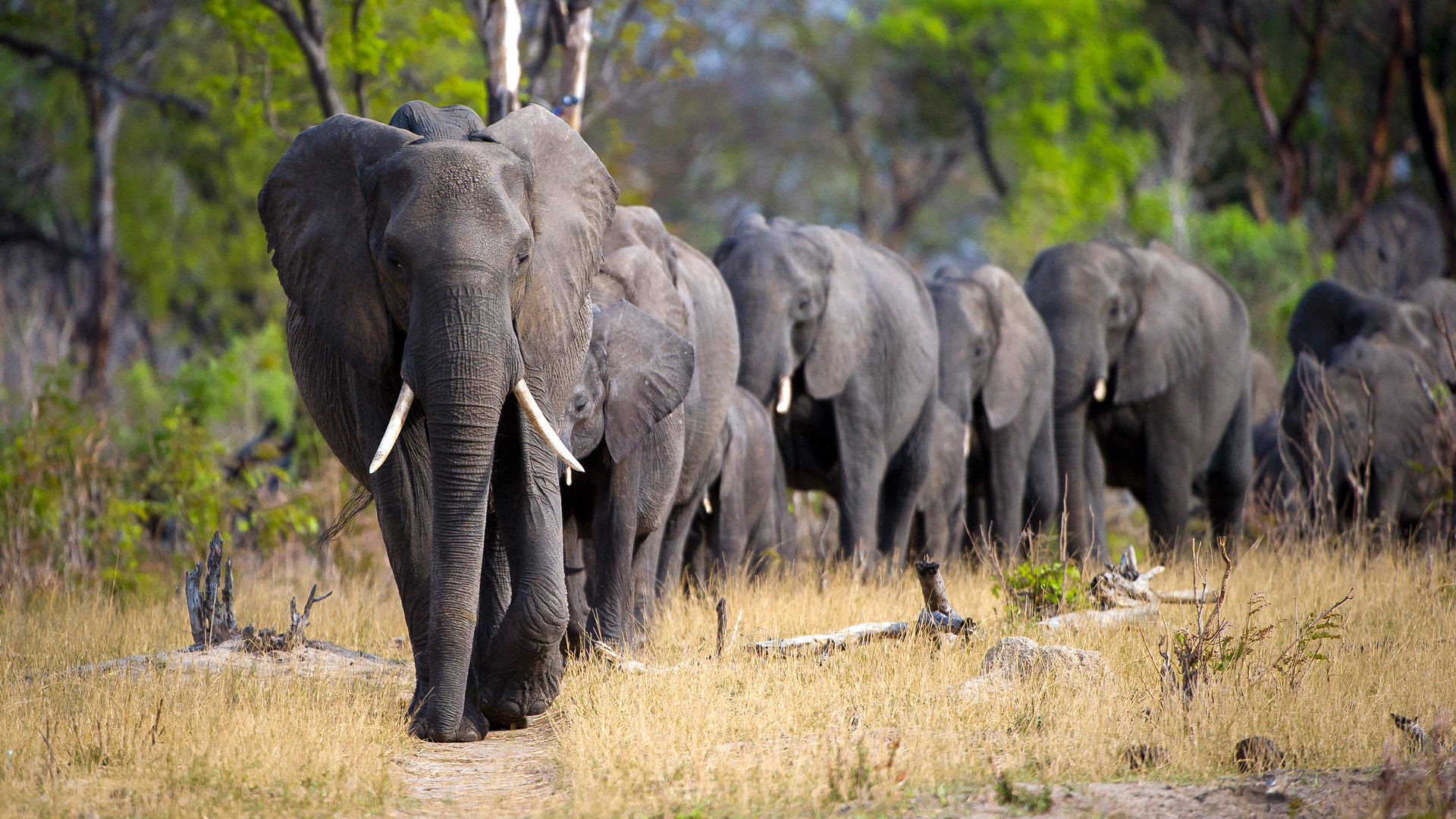 Safari to Hwange