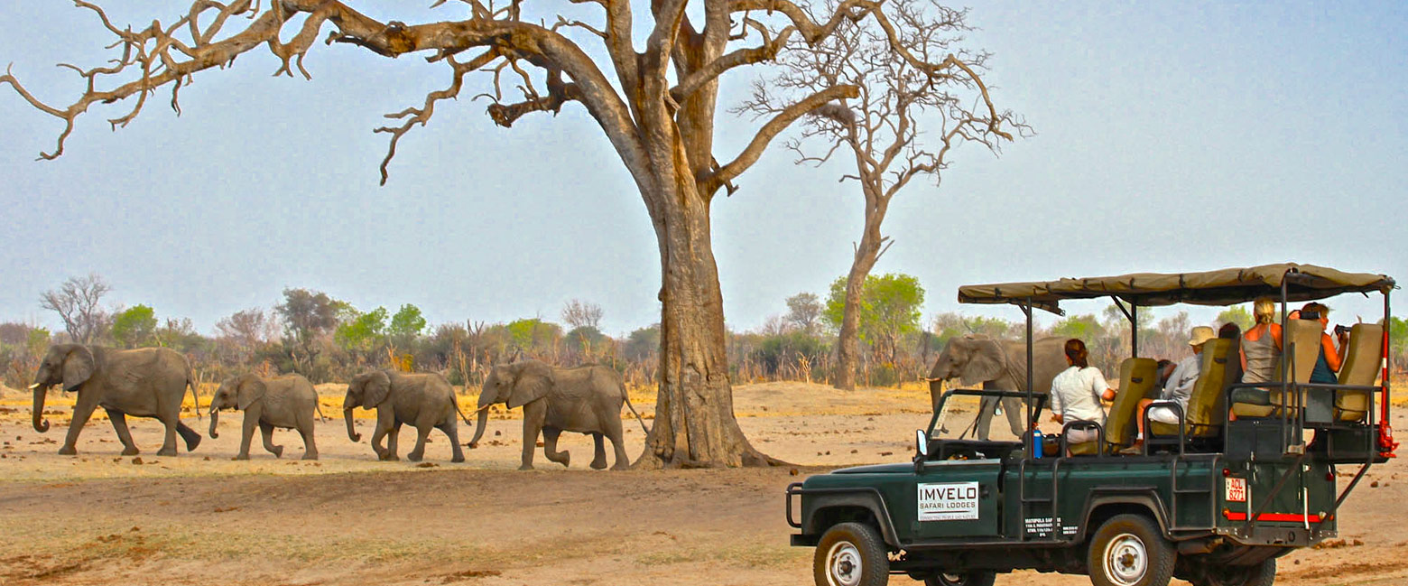 let us know your thoughts about Zimbabwe and we will make sure to deliver the perfect safari 