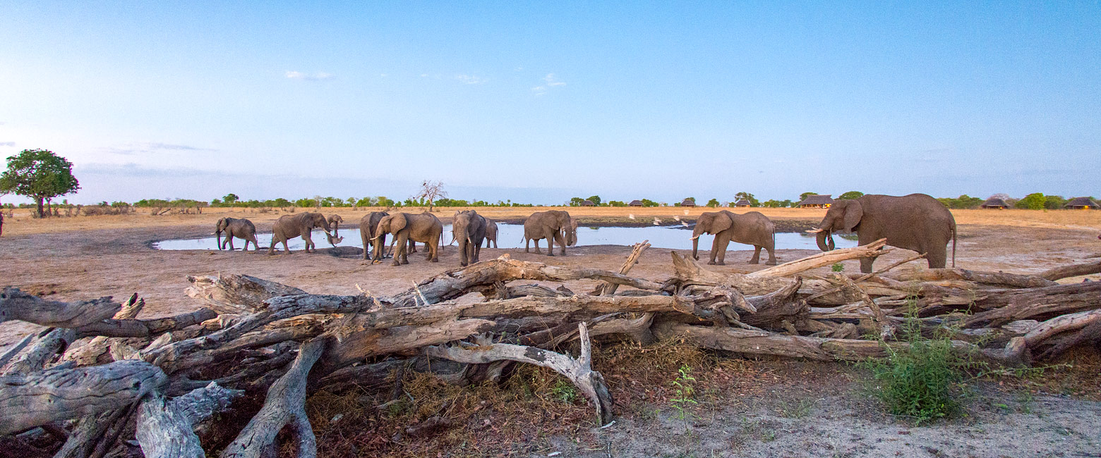 let us know your thoughts about Zimbabwe and we will help you create the perfect safari