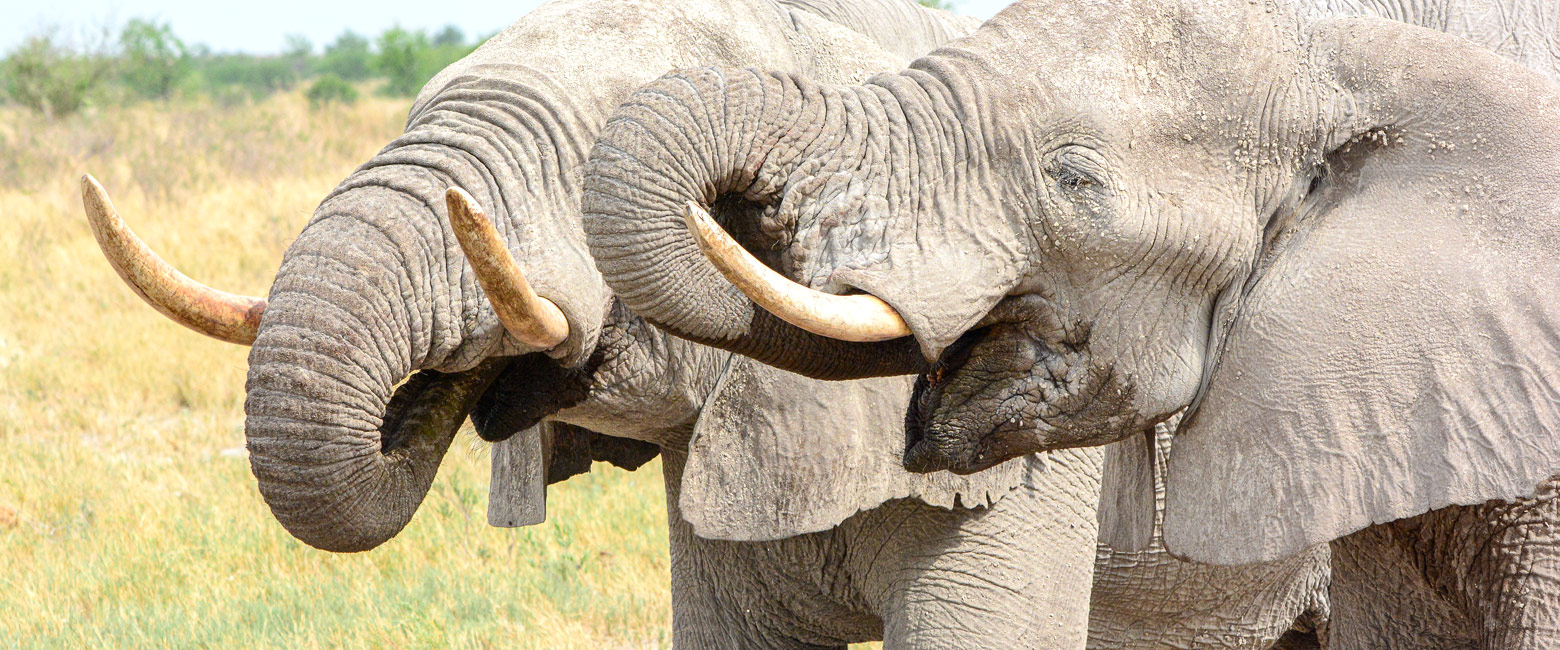 let us know your thoughts about Zimbabwe and we will make sure to deliver the perfect safari 