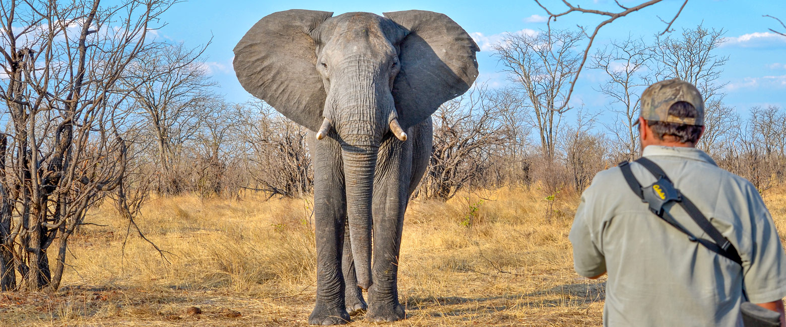 let us know your thoughts about Zimbabwe and we will help you create the perfect safari 