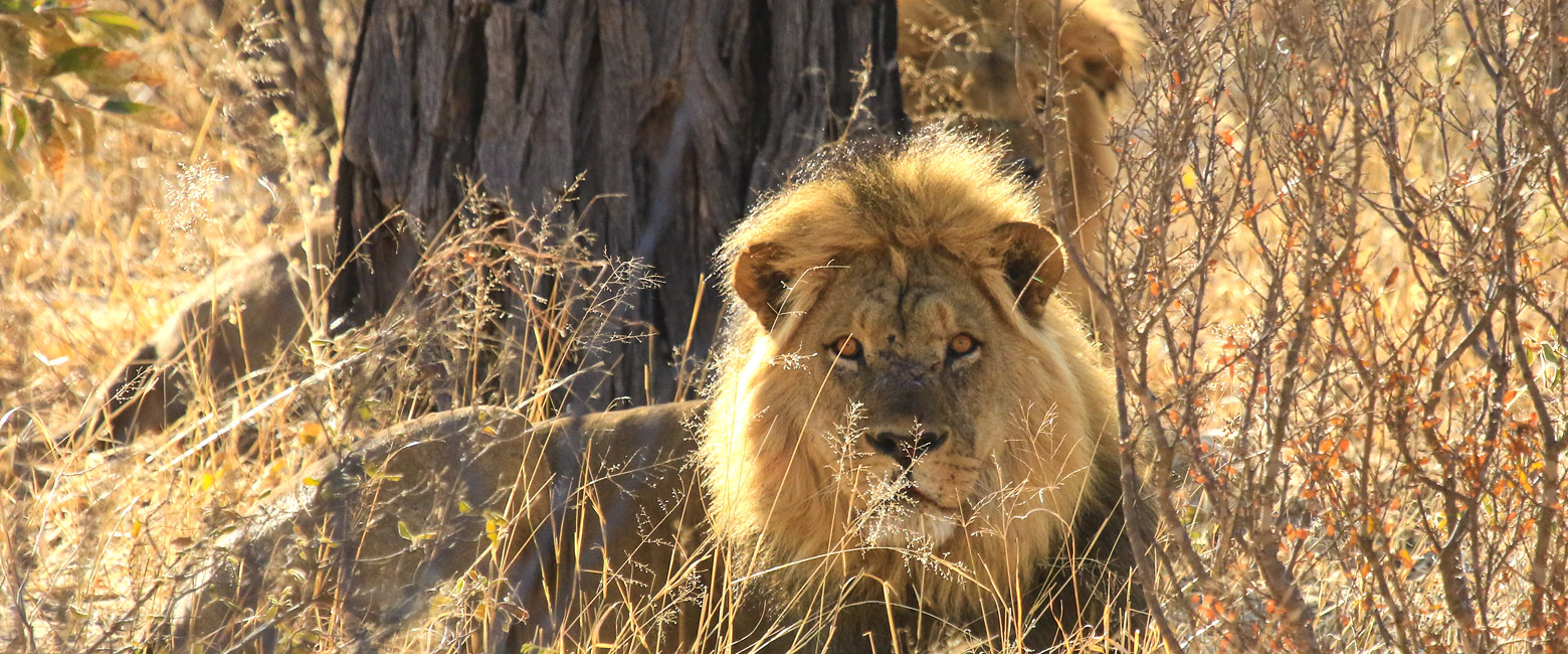 let us know your thoughts about Zimbabwe and we will help you create the perfect safari 