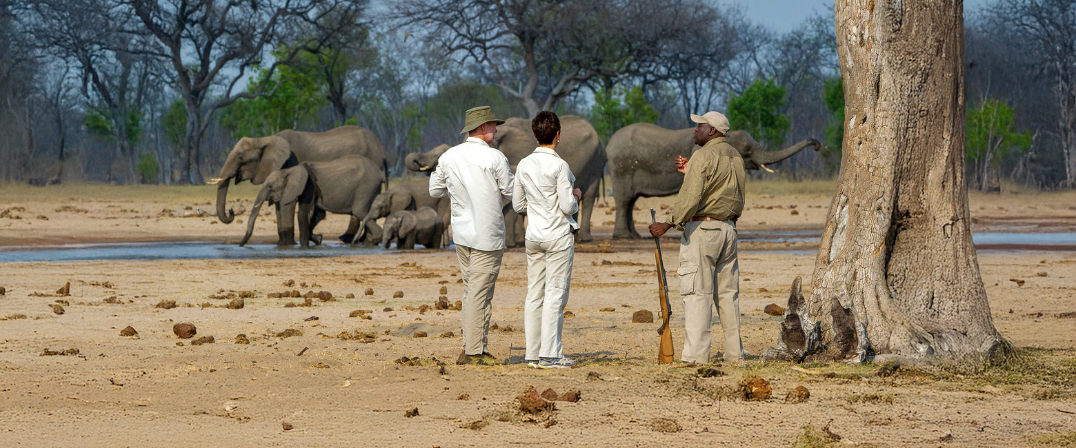 let us know your thoughts about Zimbabwe and we will help you create the perfect safari