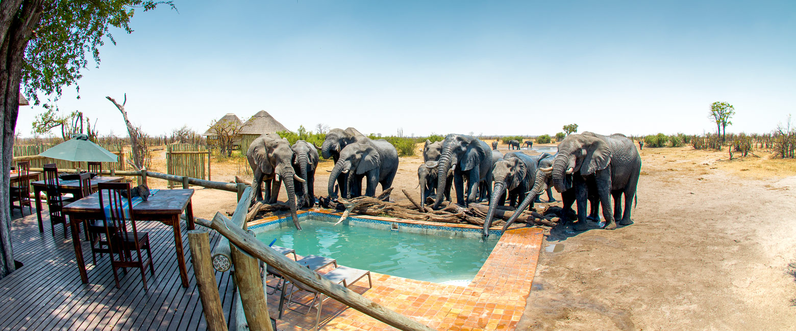 let us know your thoughts about Zimbabwe and we will help you create the perfect safari