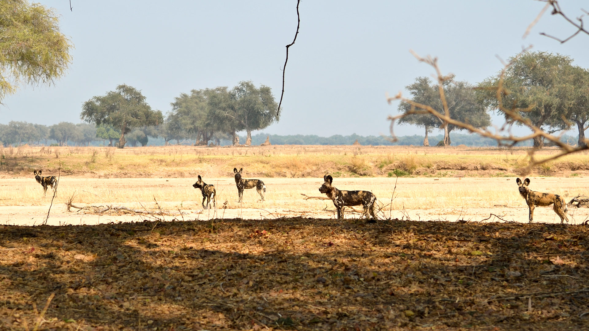 Safari in Mana Pools