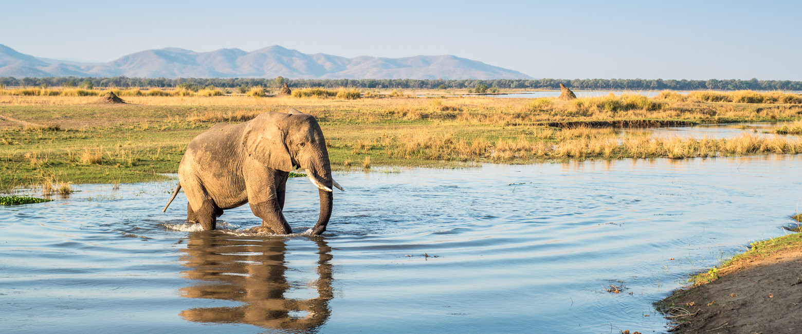 let us know your thoughts about Zimbabwe and we will help you create the perfect safari