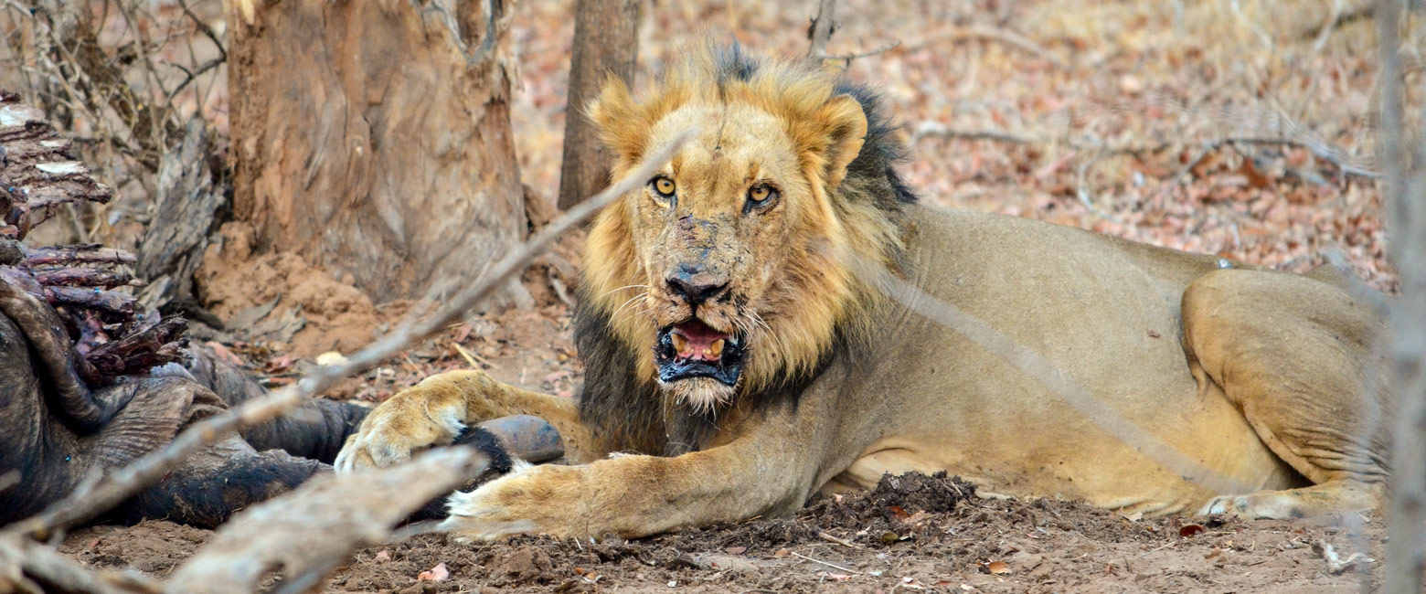 let us know your thoughts about Zimbabwe and we will help you create the perfect safari