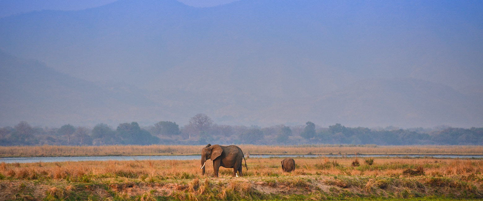 let us know your thoughts about Zimbabwe and we will help you create the perfect safari 