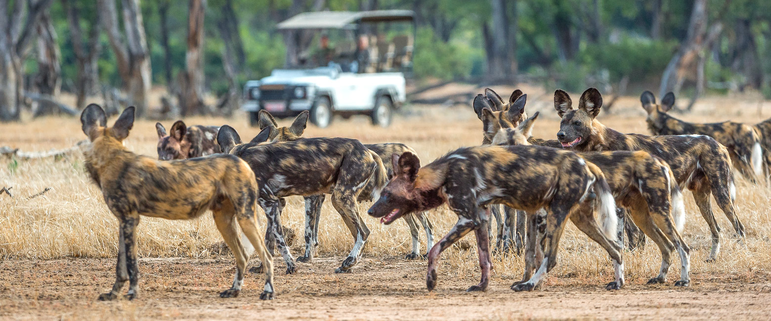 let us know your thoughts about Zimbabwe and we will help you create the perfect safari