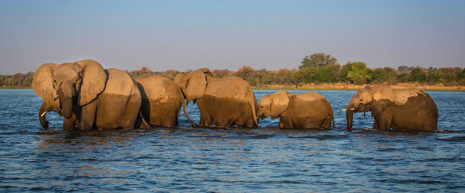let us know your thoughts about Zimbabwe and we will help you create the perfect safari