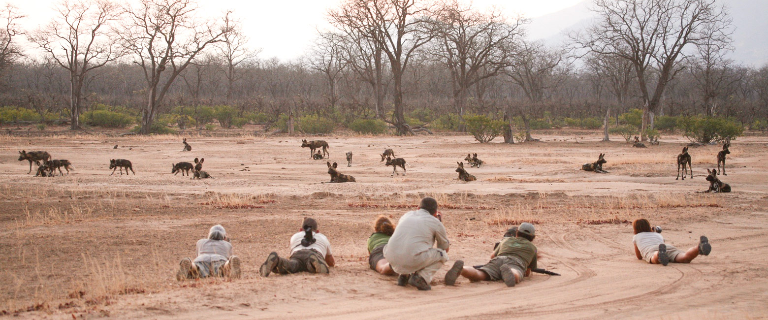 let us know your thoughts about Zimbabwe and we will help you create the perfect safari 