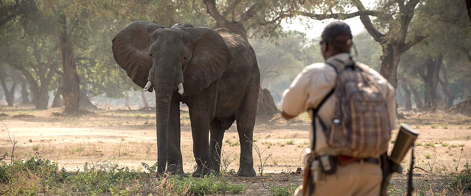 let us know your thoughts about Zimbabwe and we will help you create the perfect safari
