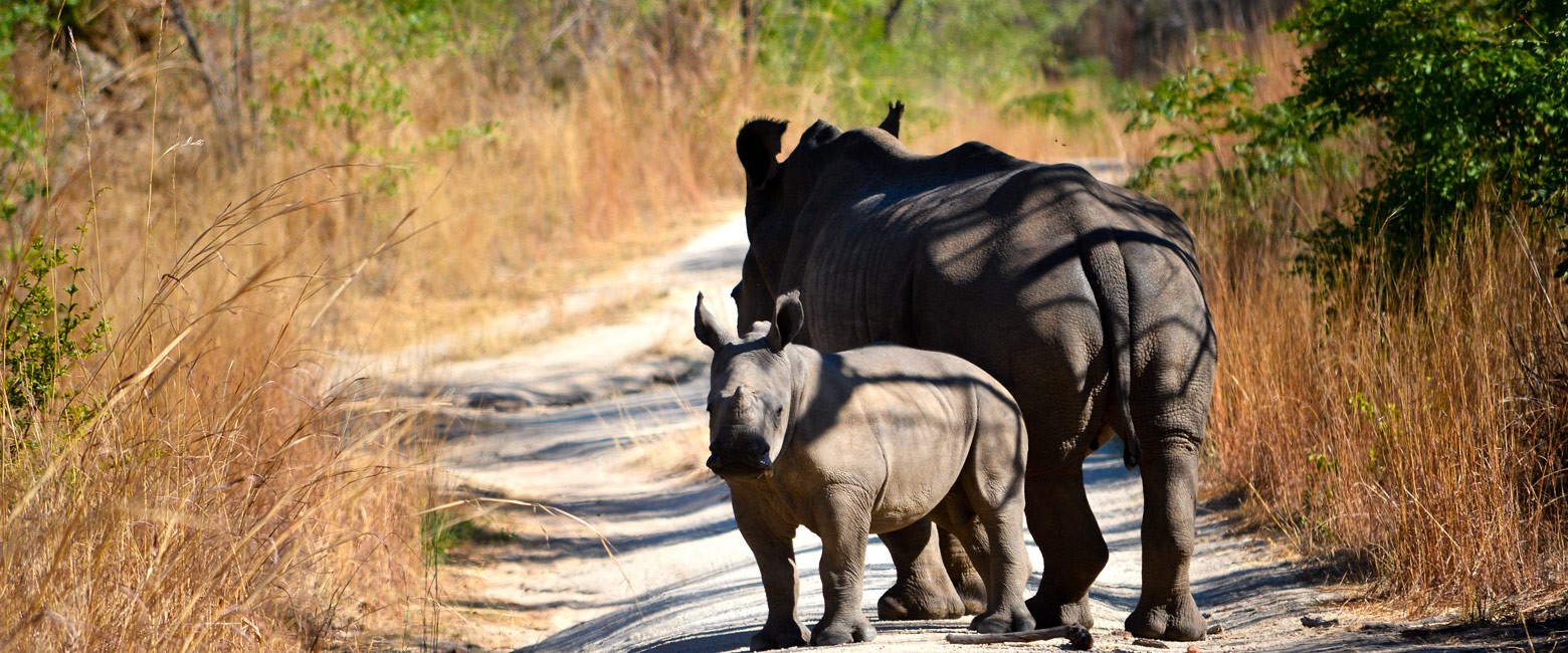 is an unusual safari area, with hiking, biking and rhinos